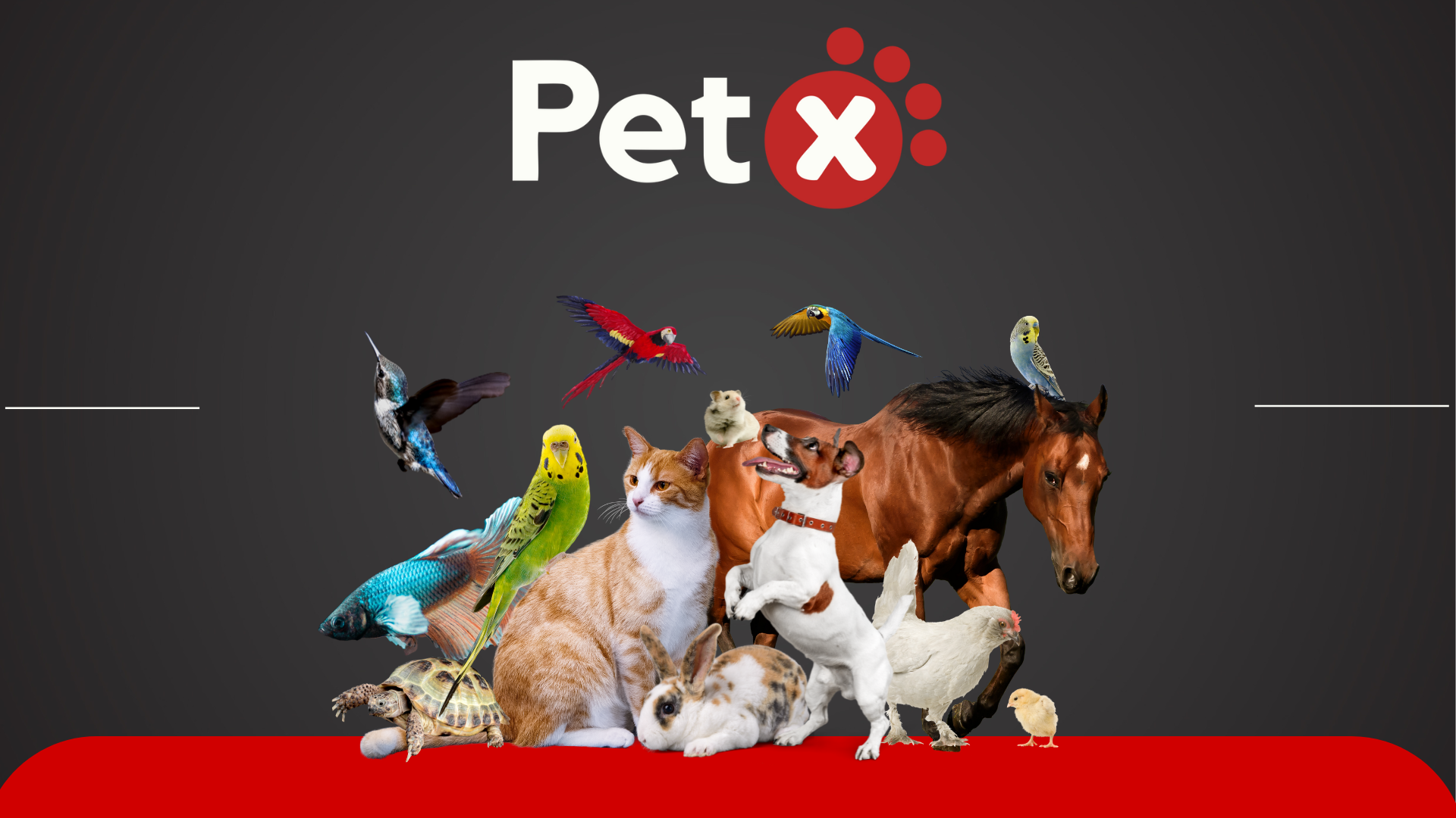 PET X COMERCIO DE RACOES LTDA